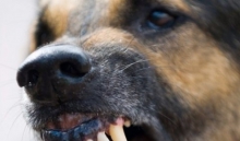 Agresívne psy v Malackách. Máte z nich strach?