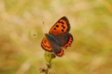 Príroda Záhoria – motýle
