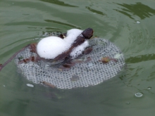 Fotoobjektívom - fontána v Zámockom parku